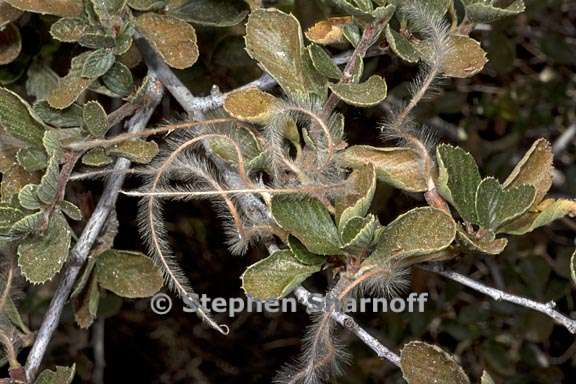 cercocarpus betuloides var betuloides 10 graphic